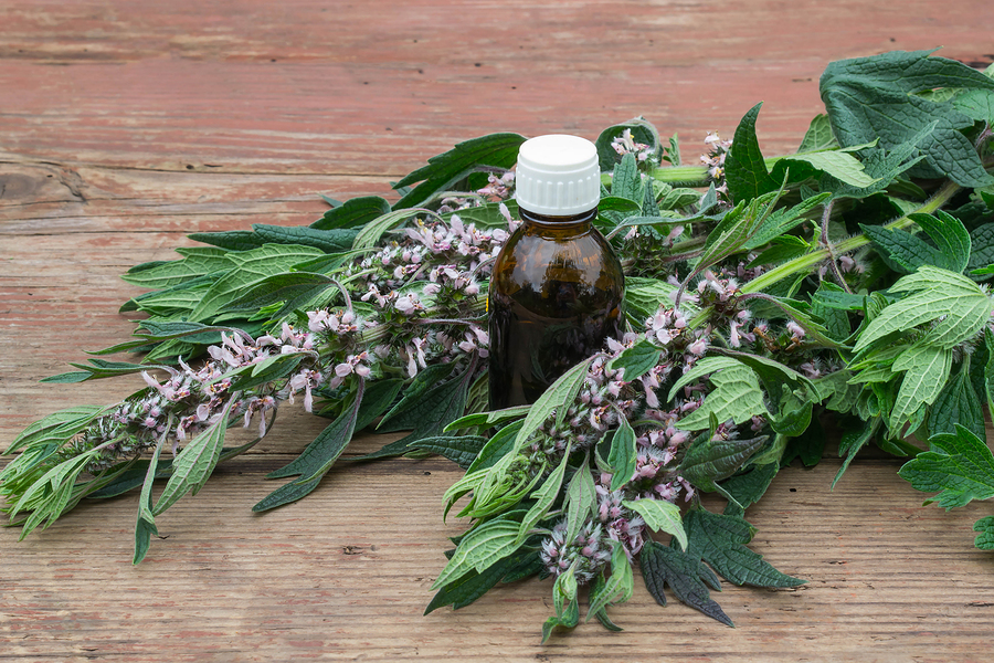 what are the benefits of Motherwort?