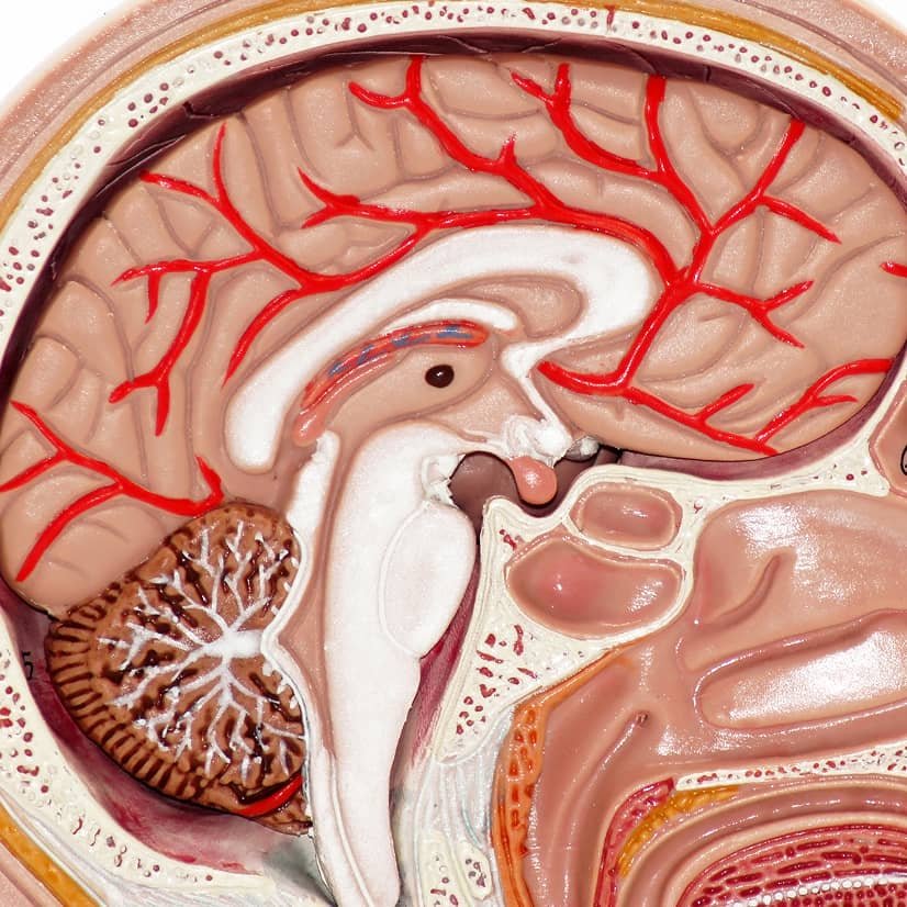 Hormonal health article illustration
