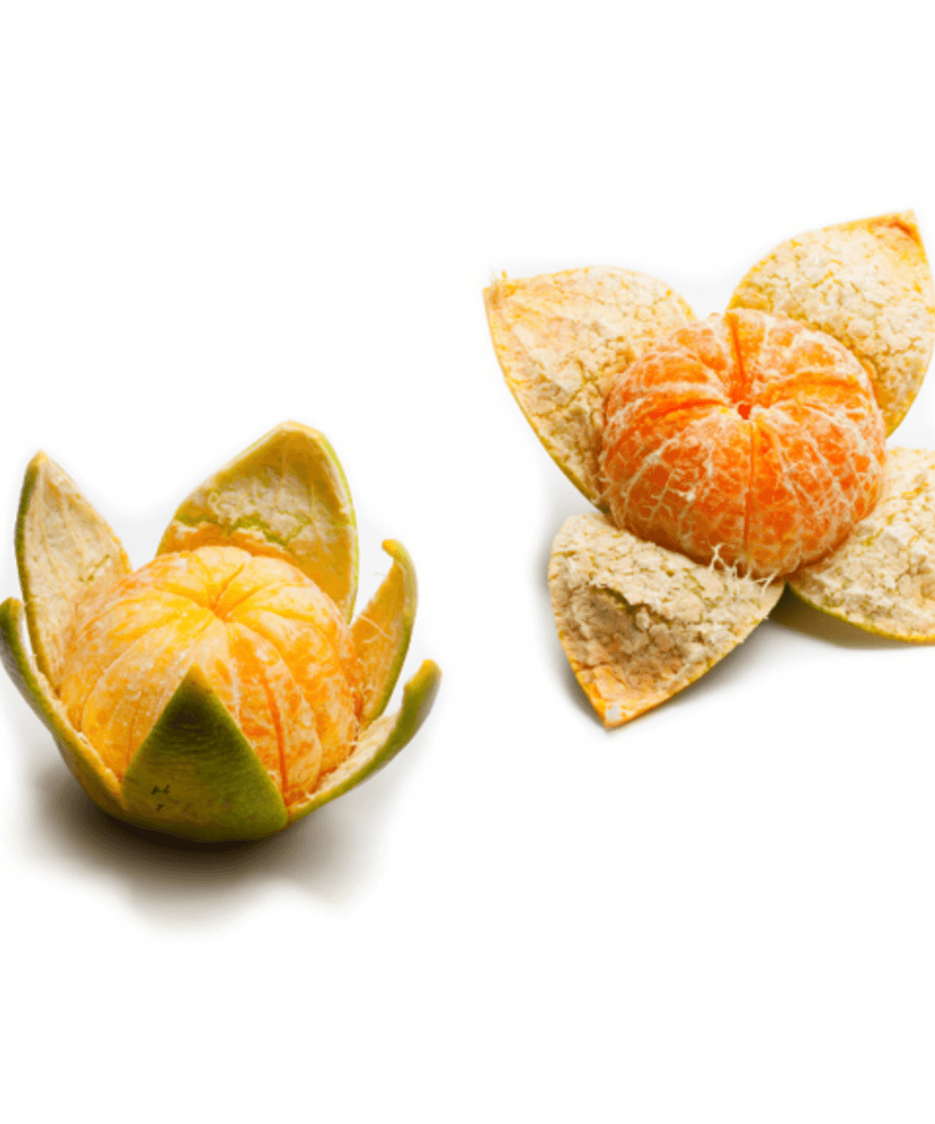 Hashimoto's thyroiditis and integrative thyroid health