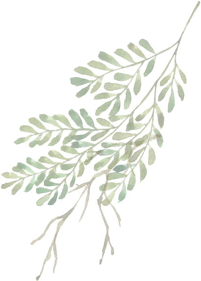 Decorative botanical illustration