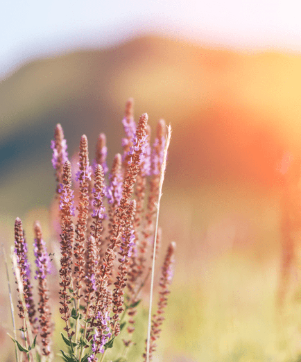 Salvia herb for women's hormonal health and wellness